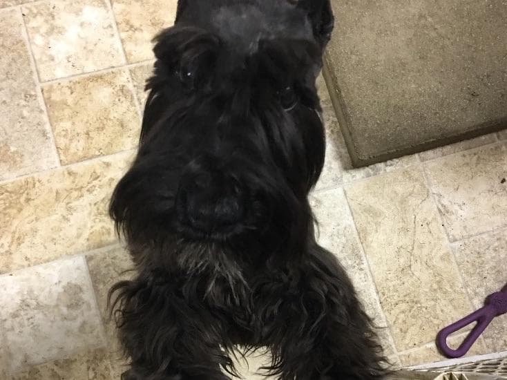 Miniature Schnauzer Puppies breeder image 35
