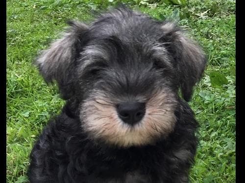 Miniature Schnauzer Puppies breeder image 36