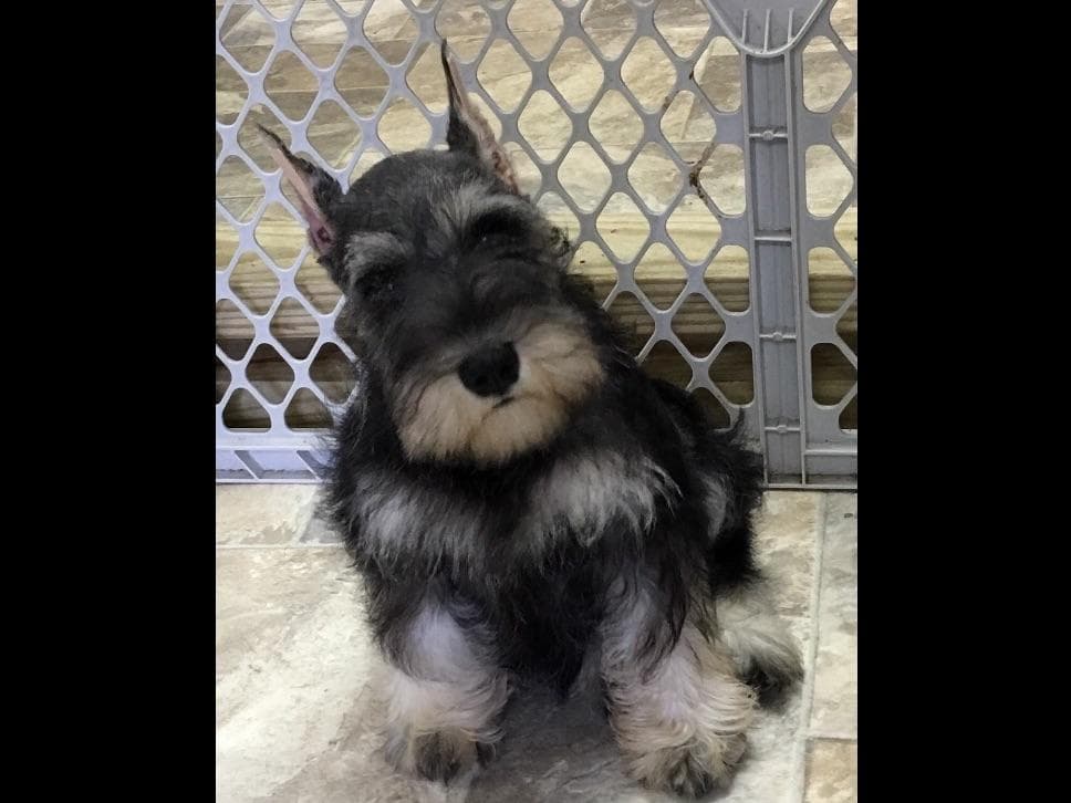 Miniature Schnauzer Puppies breeder image 7