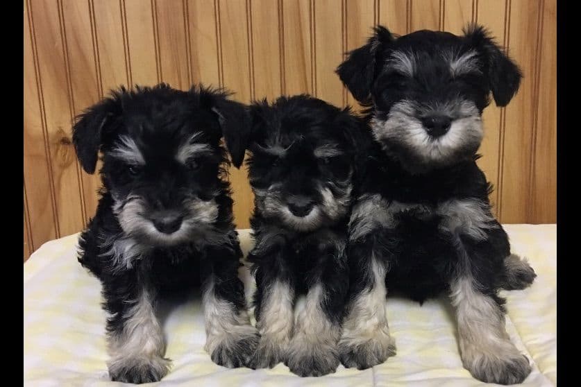 Miniature Schnauzer Puppies breeder image 6