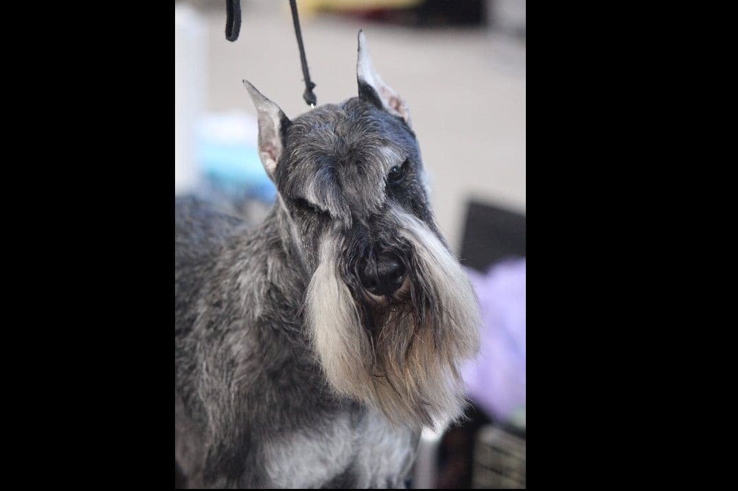 Miniature Schnauzer Puppies breeder image 5