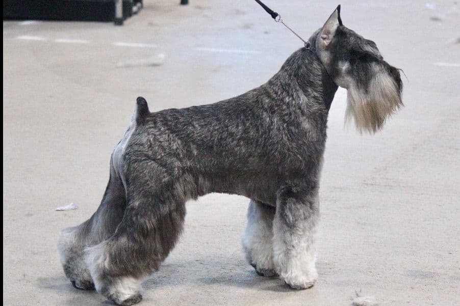 Miniature Schnauzer Puppies breeder image 3