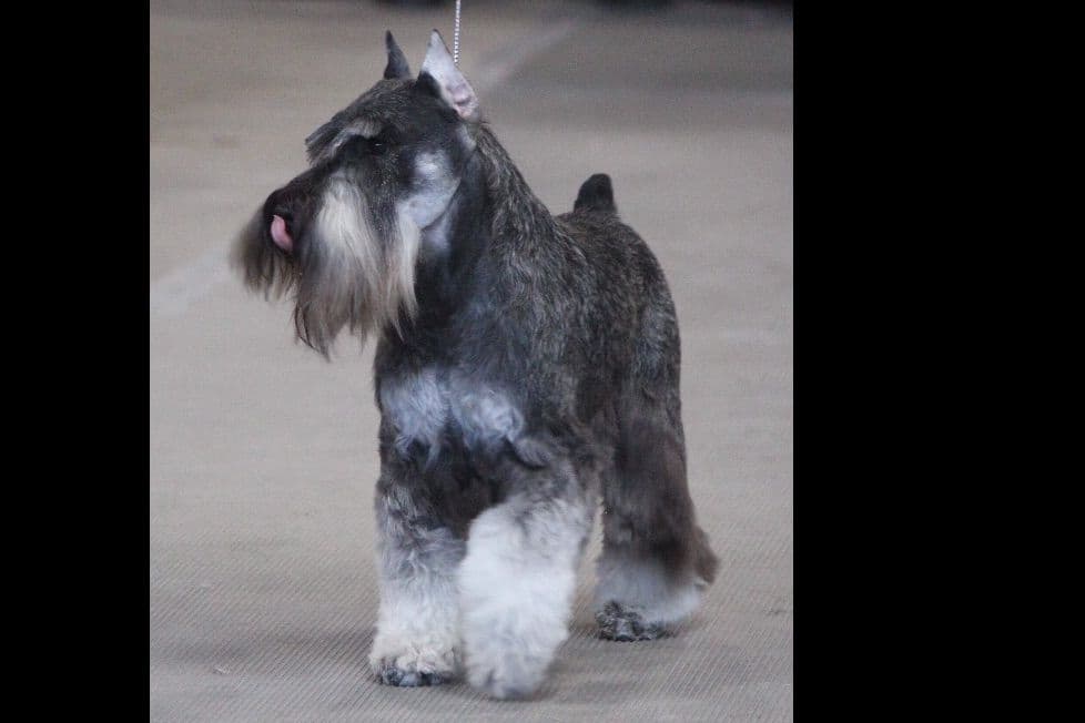Miniature Schnauzer Puppies breeder image 2