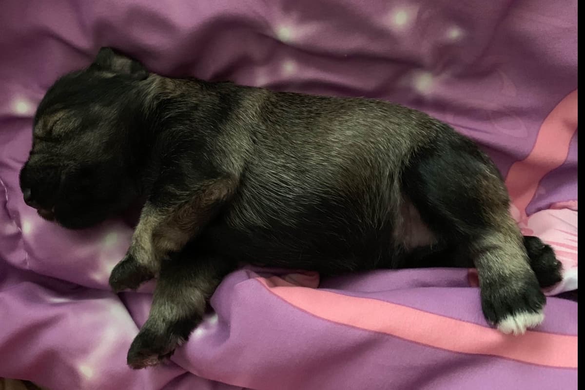 Miniature Schnauzer Puppies breeder image 37