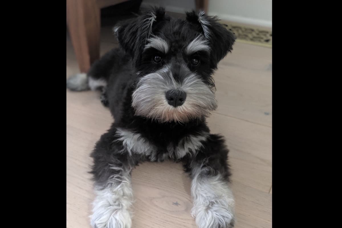 Miniature Schnauzer Puppies breeder image 39