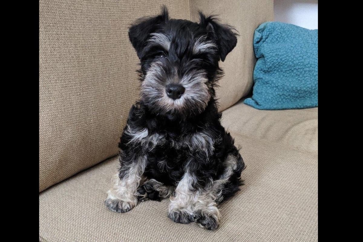 Miniature Schnauzer Puppies breeder image 40