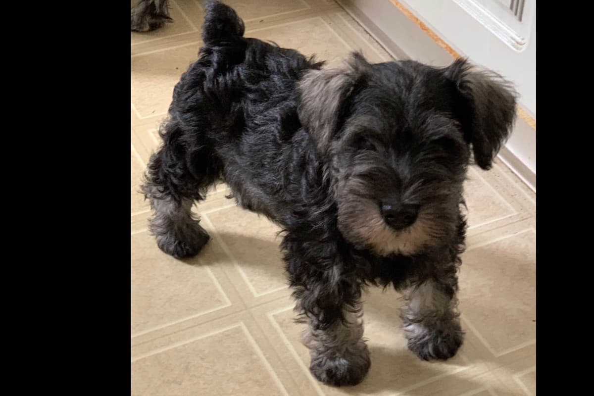 Miniature Schnauzer Puppies breeder image 42
