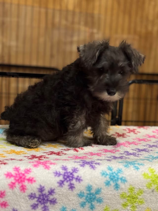 Miniature Schnauzer Puppies media 2