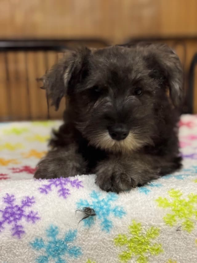 Miniature Schnauzer Puppies media 3