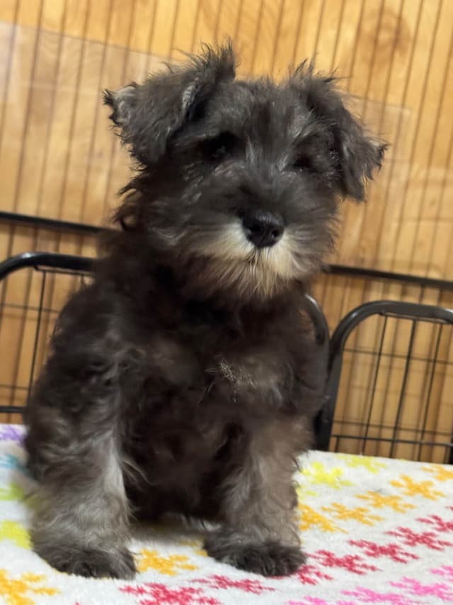 Miniature Schnauzer Puppies media 4