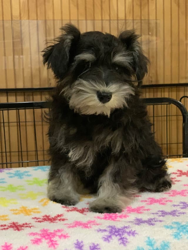 Miniature Schnauzer Puppies media 7