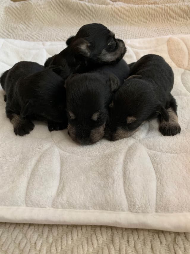 Miniature Schnauzer Puppies media 2