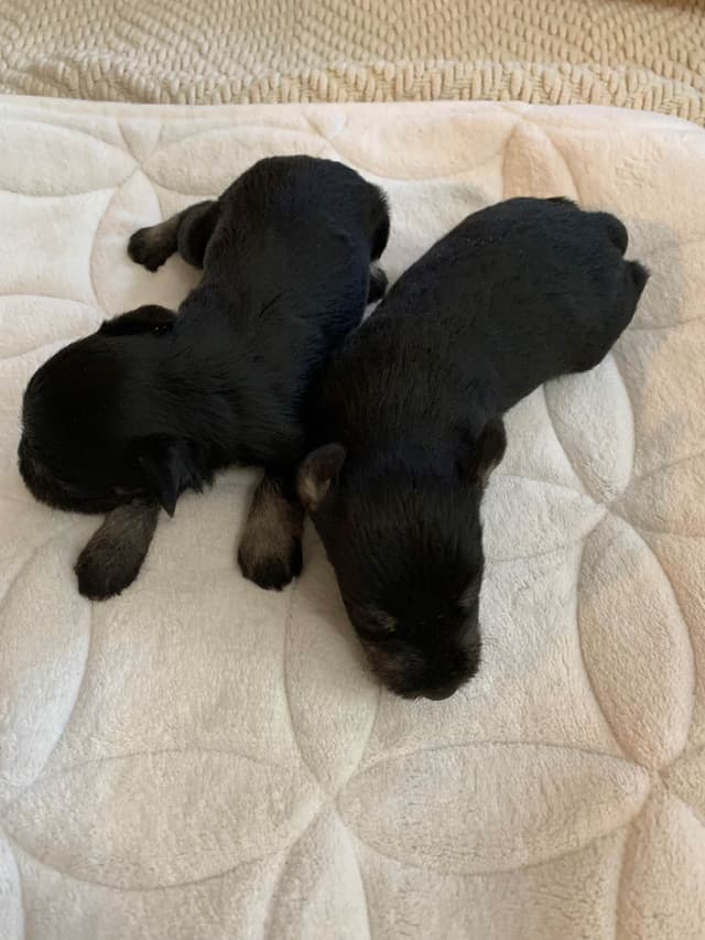 Miniature Schnauzer Puppies media 3
