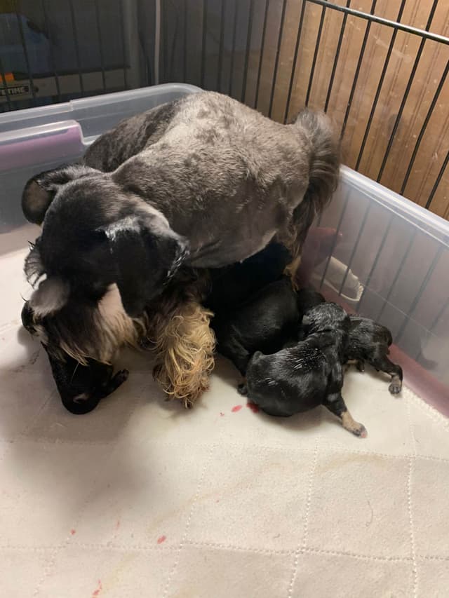 Miniature Schnauzer Puppies media 5