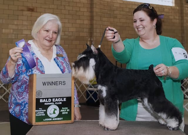 Miniature Schnauzer Puppies media 6