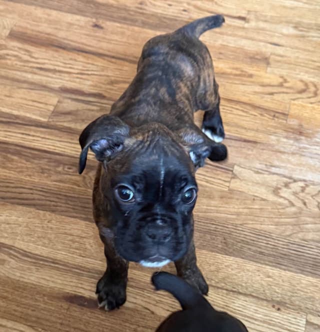 Boxer Puppies media 2