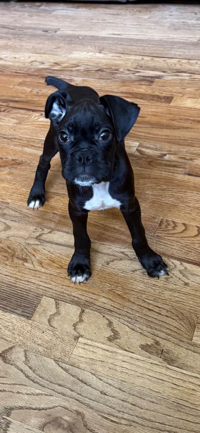 Boxer Puppies media 3