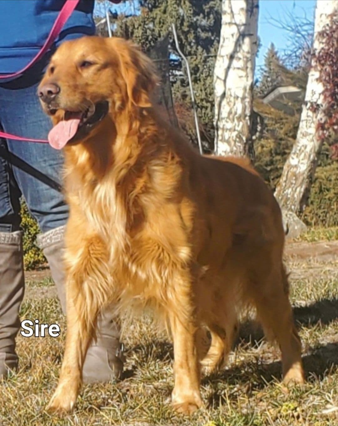 Golden Retriever Puppies breeder image 2