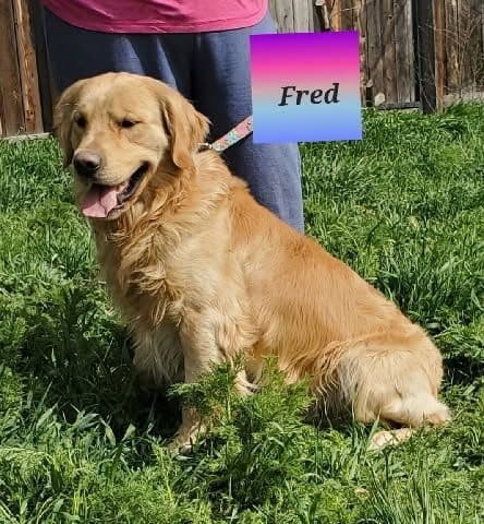 Golden Retriever Puppies media 3