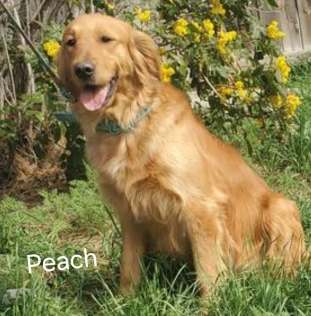 Golden Retriever Puppies media 4