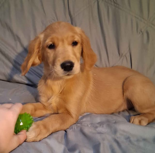 Golden Retriever Puppies media 2