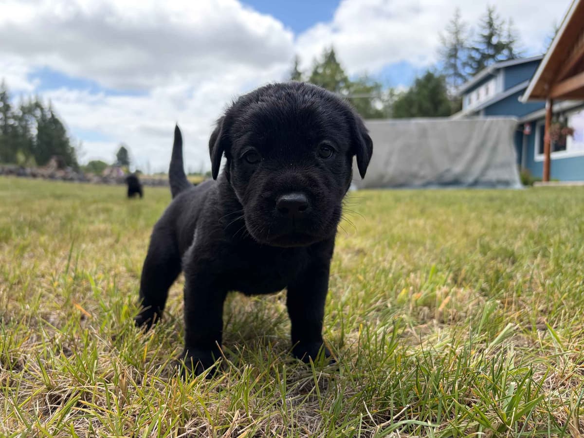 Labrador Retriever Puppies breeder image 4