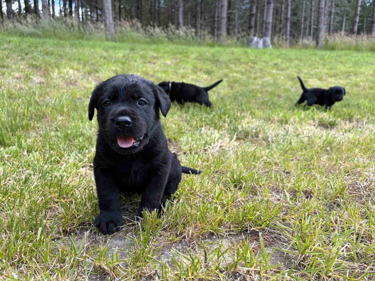 Labrador Retriever Puppies breeder image 5