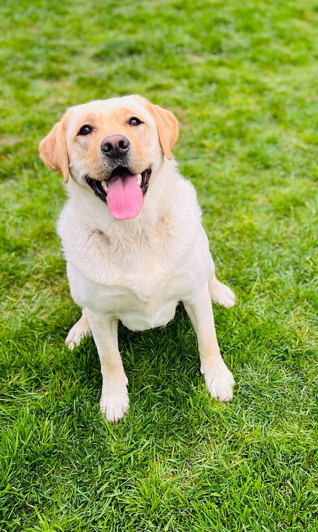 Labrador Retriever Puppies media 16