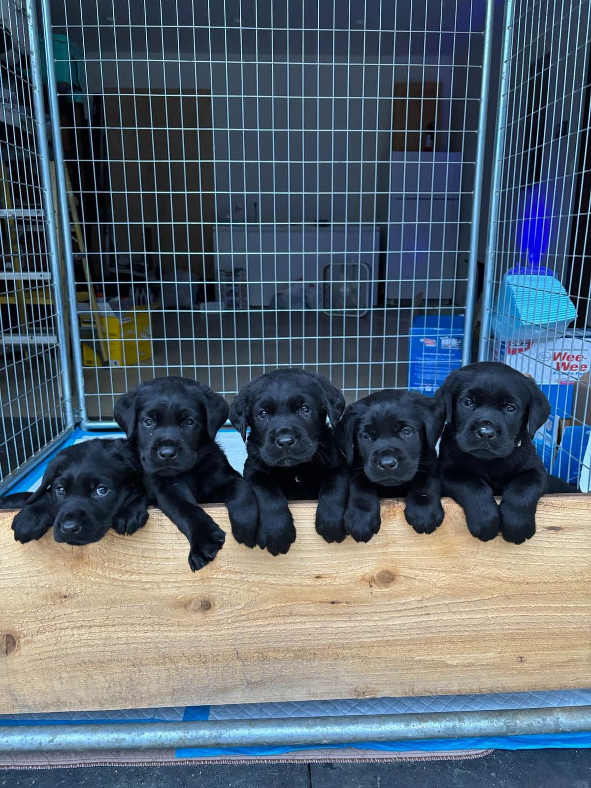 Labrador Retriever Puppies breeder image 6