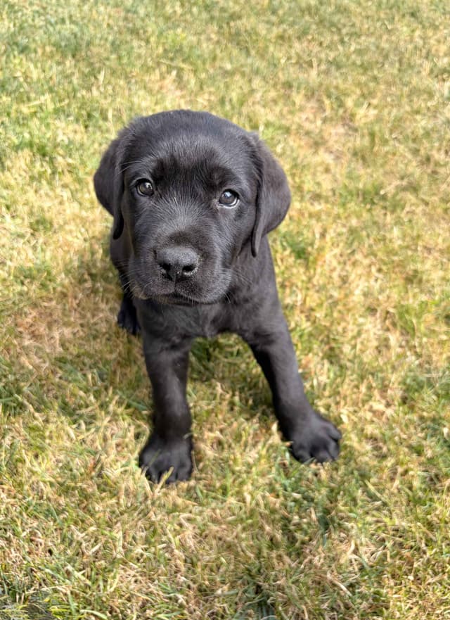 Labrador Retriever Puppies media 2