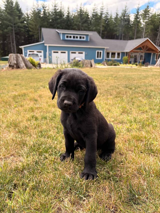 Labrador Retriever Puppies media 6