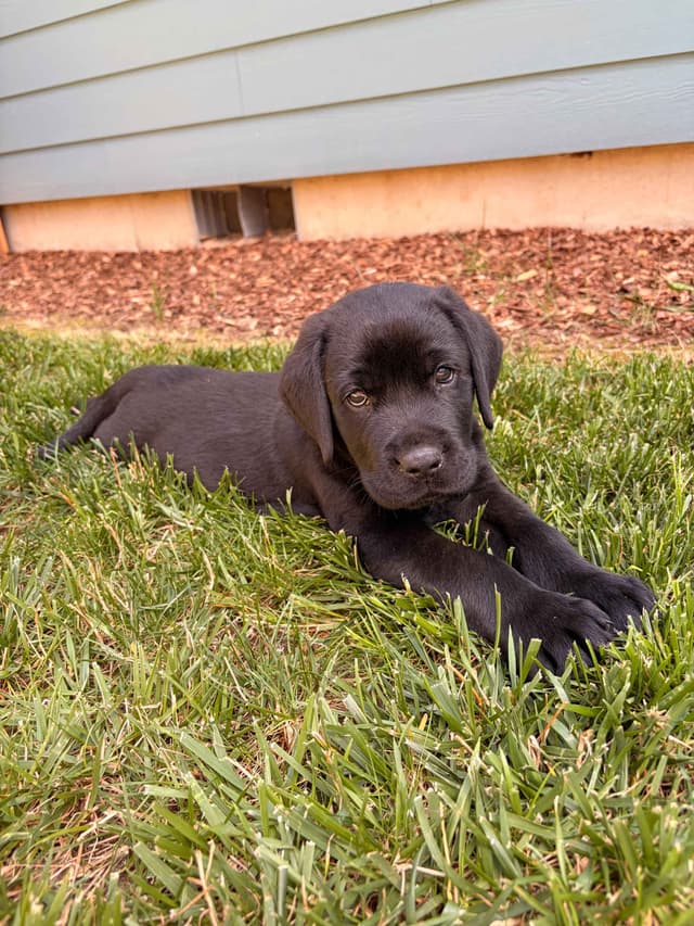 Labrador Retriever Puppies media 4