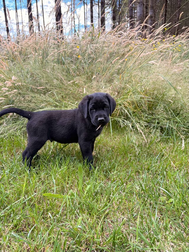 Labrador Retriever Puppies media 8