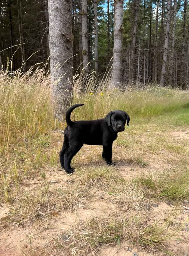 Labrador Retriever Puppies media 10