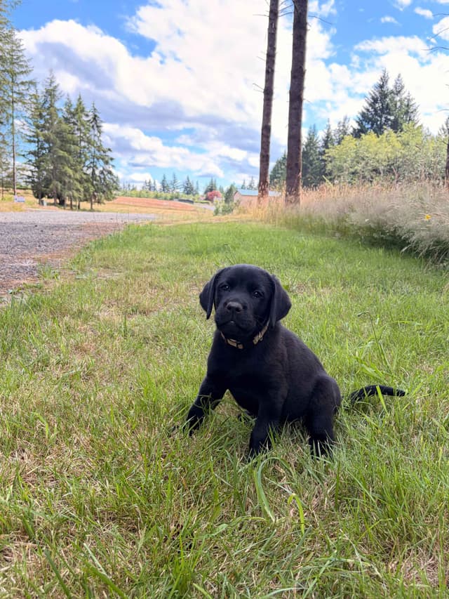 Labrador Retriever Puppies media 12
