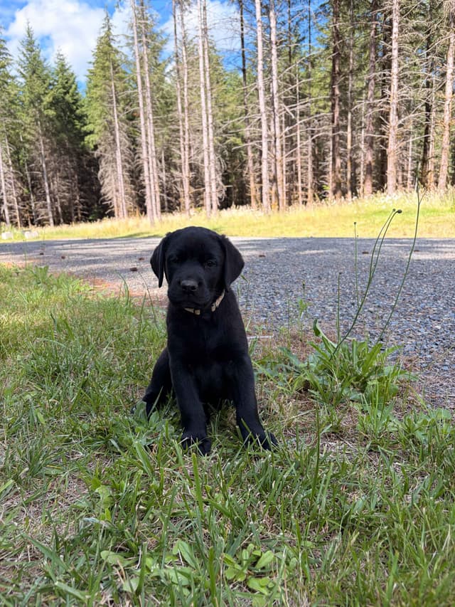 Labrador Retriever Puppies media 13