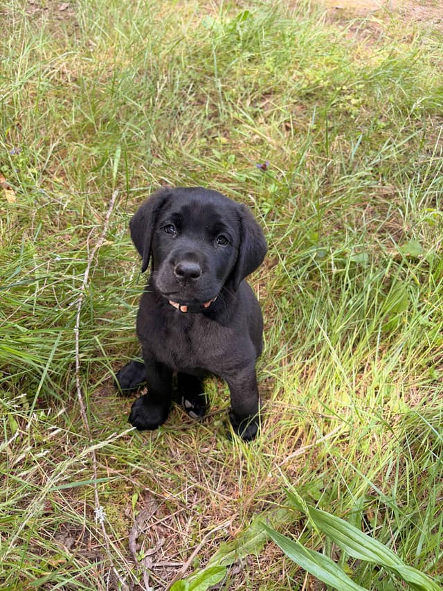 Labrador Retriever Puppies media 9