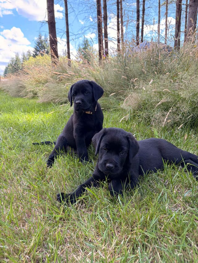 Labrador Retriever Puppies media 14