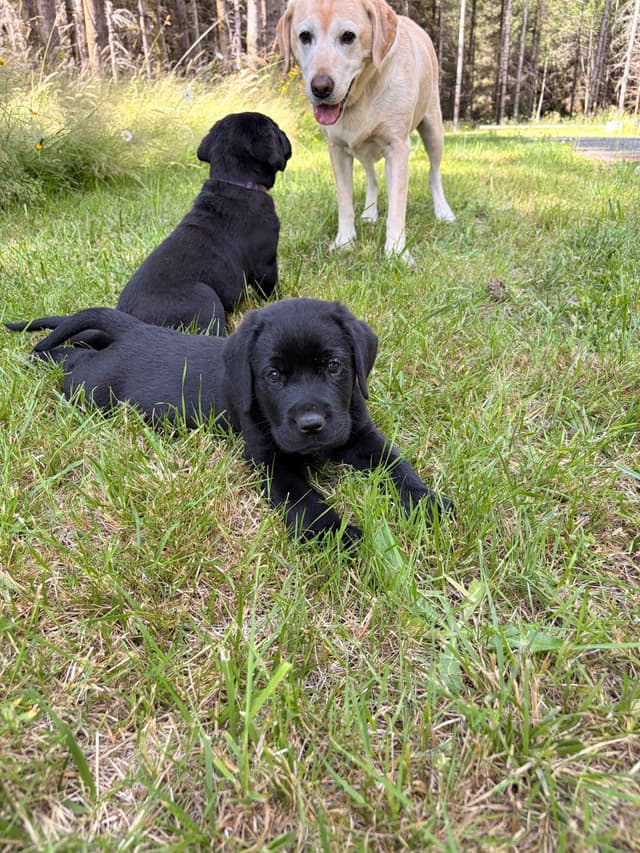 Labrador Retriever Puppies media 5