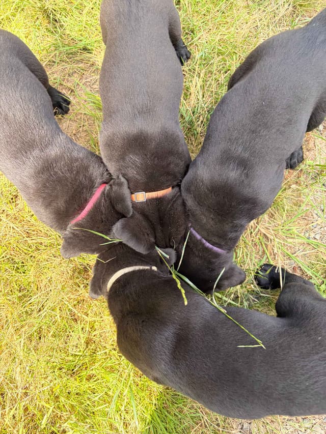 Labrador Retriever Puppies media 15