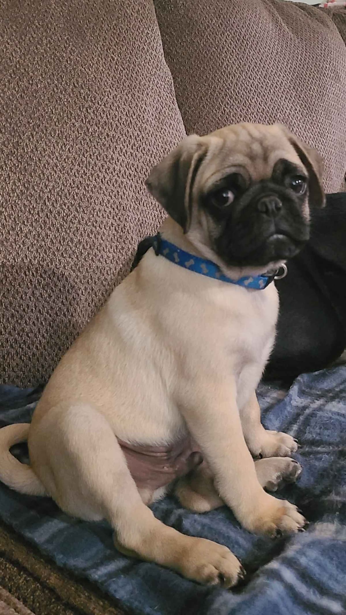 Pug Puppies breeder image 2