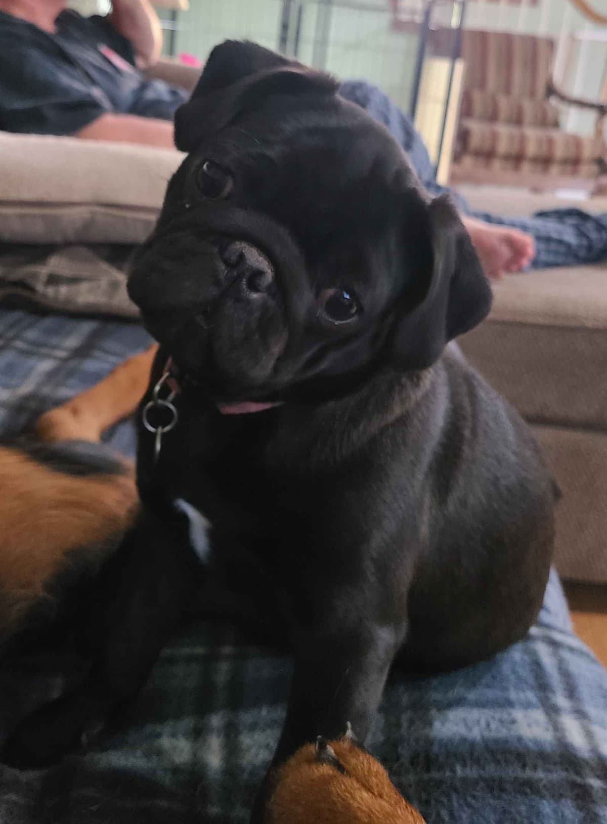 Pug Puppies breeder image 4