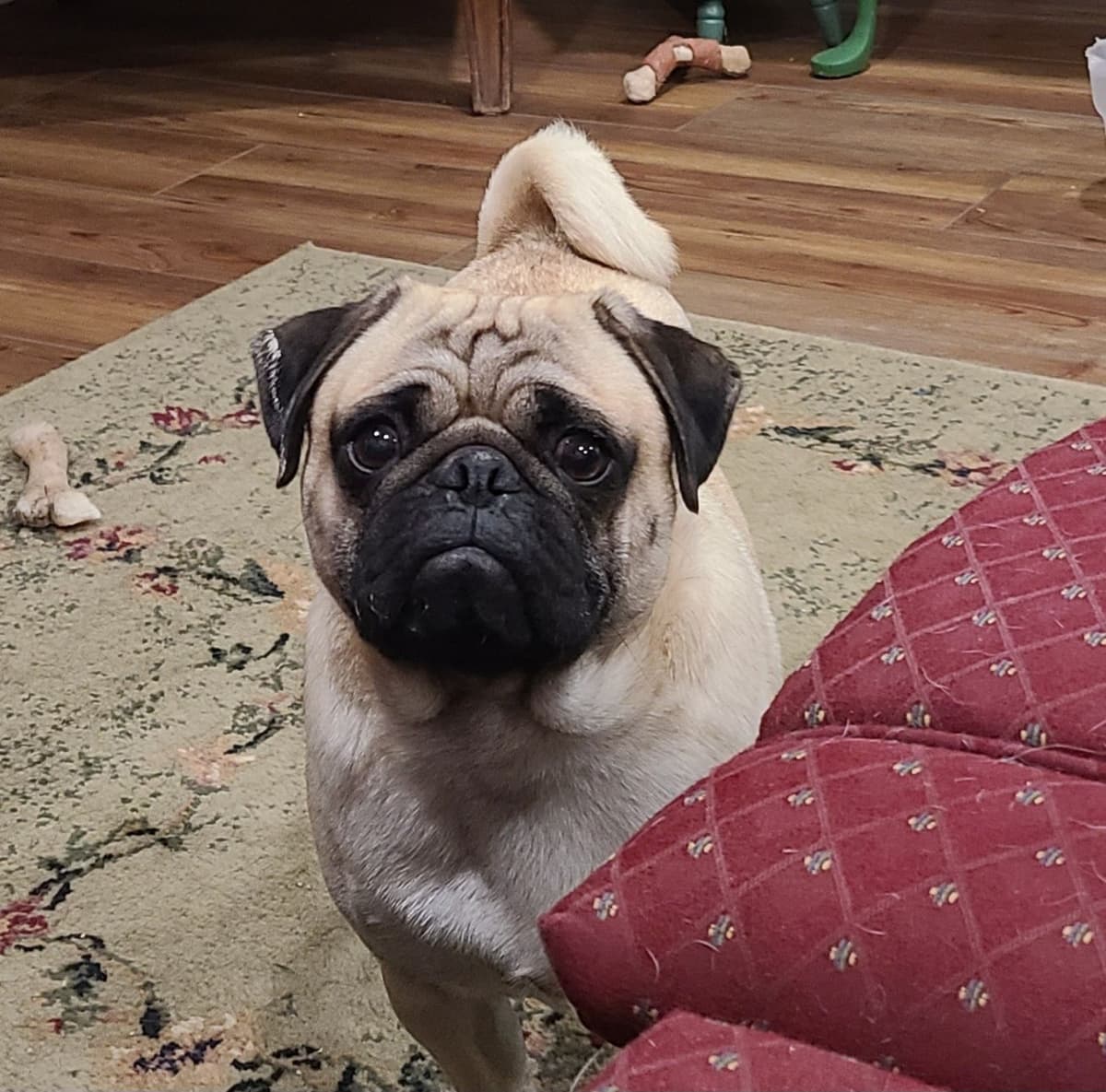 Pug Puppies breeder image 5
