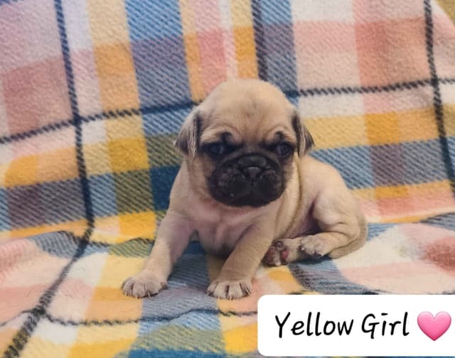 Pug Puppies media 2