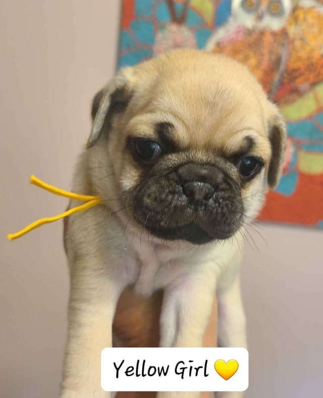 Pug Puppies media 3
