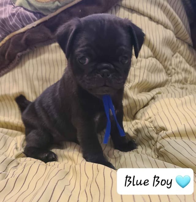 Pug Puppies media 2