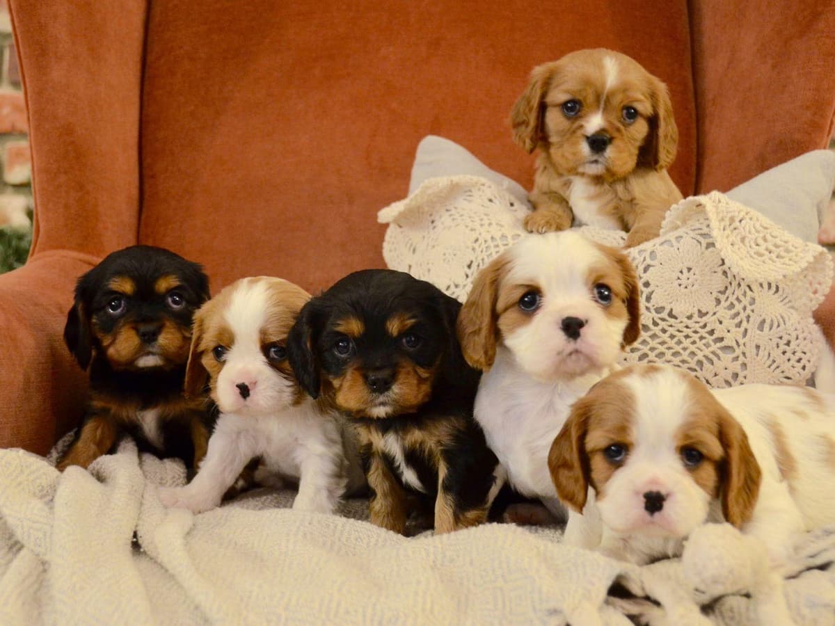 Cavalier King Charles Spaniel Puppies breeder image 9