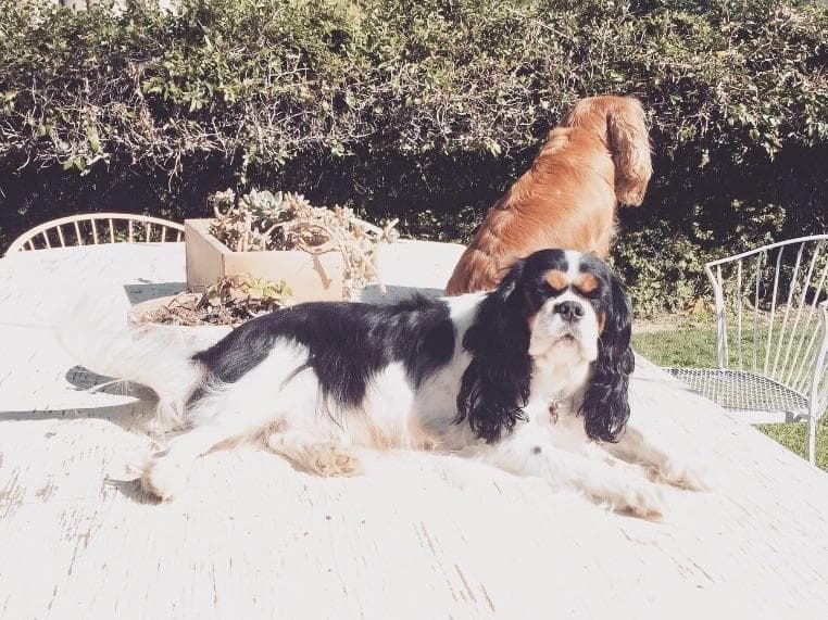 Cavalier King Charles Spaniel Puppies breeder image 3