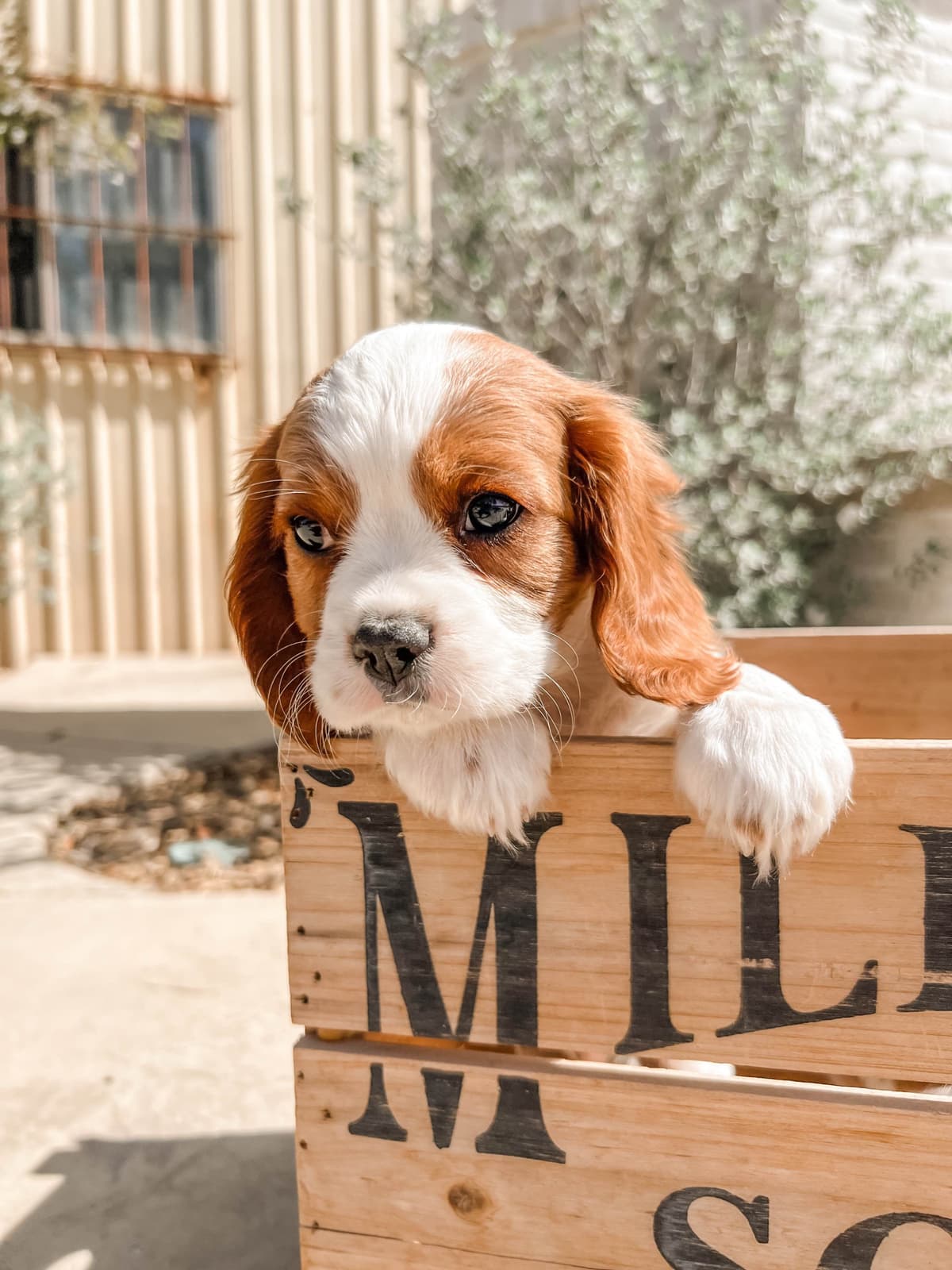 Cavalier King Charles Spaniel Puppies breeder image 4
