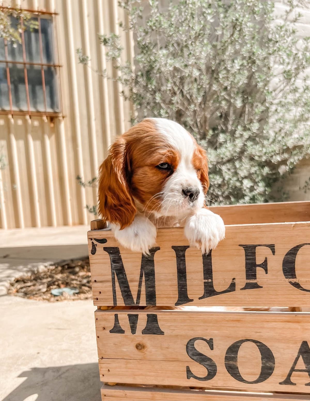 Cavalier King Charles Spaniel Puppies breeder image 2
